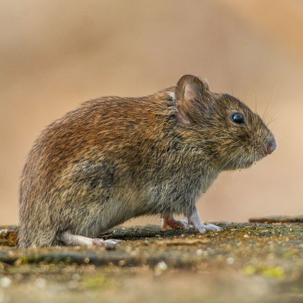 Vole Pest Control