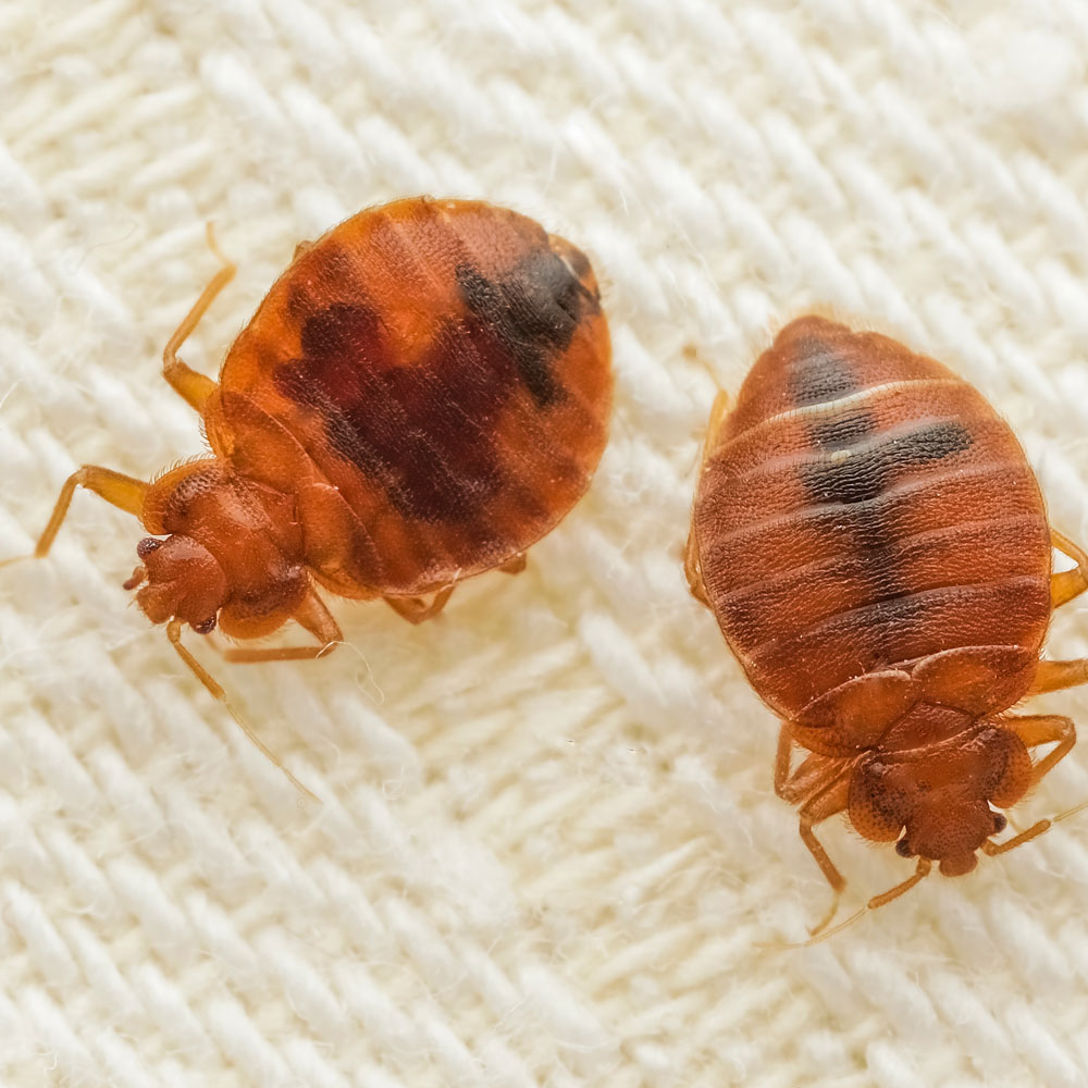 Two Bed Bugs, Closeup