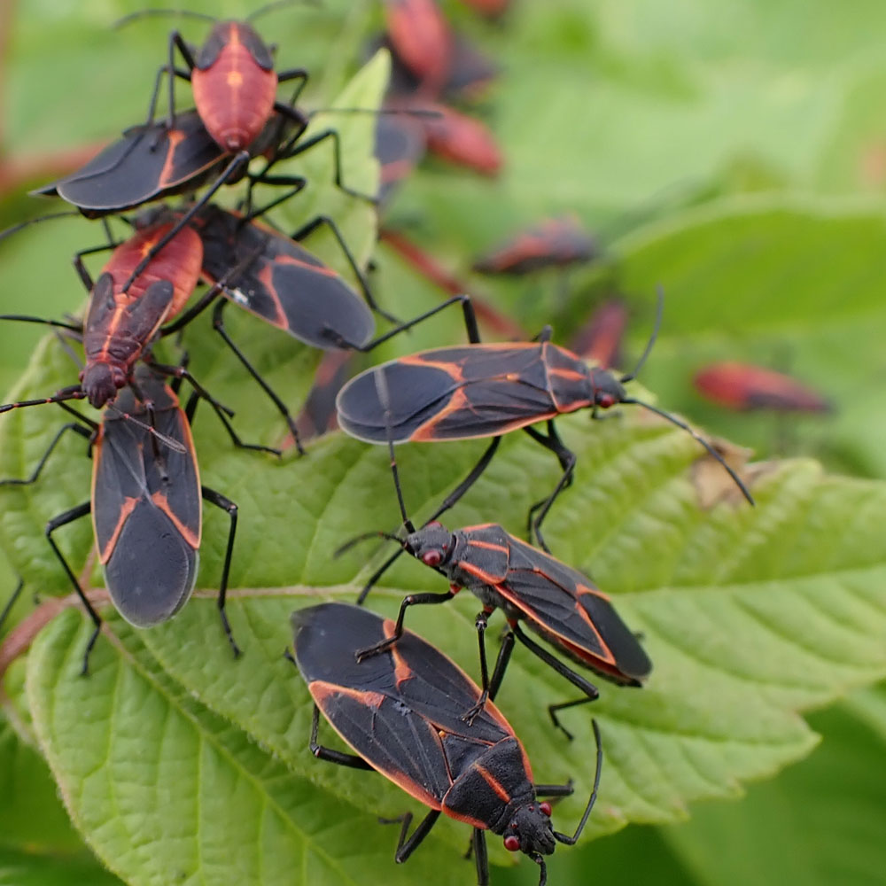 Cluster of Box Elder Bugs