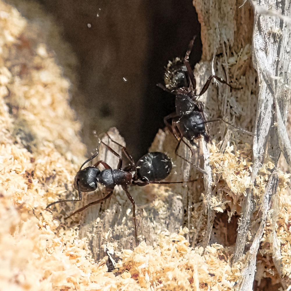 Carpenter Ants