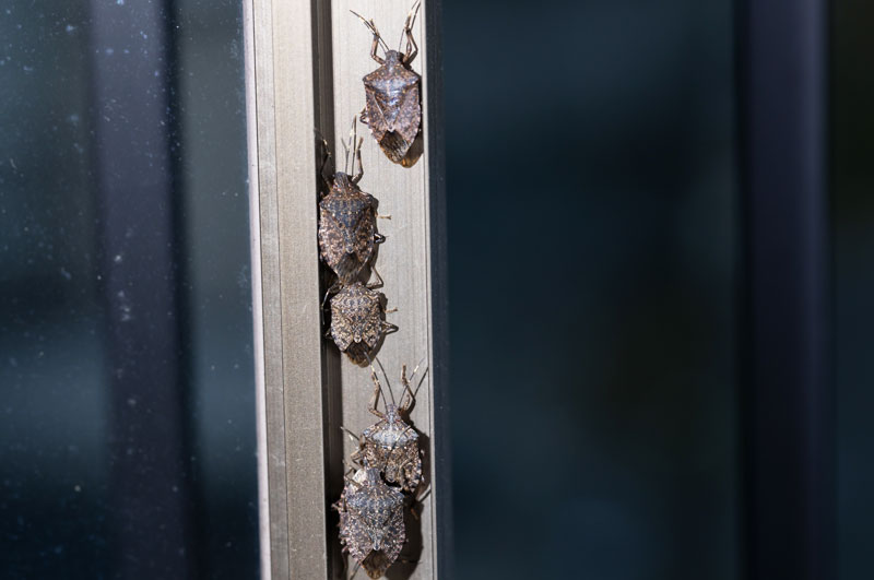 Cluster of Stink Bugs