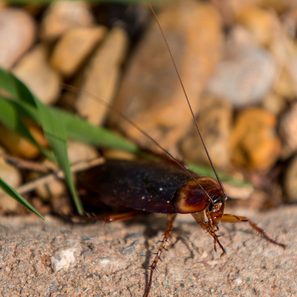 Cockroach Closeup