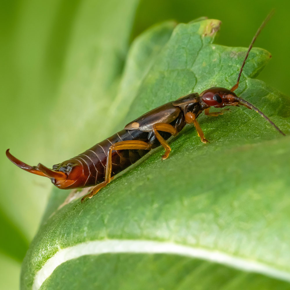 Earwig sitting on a leaf