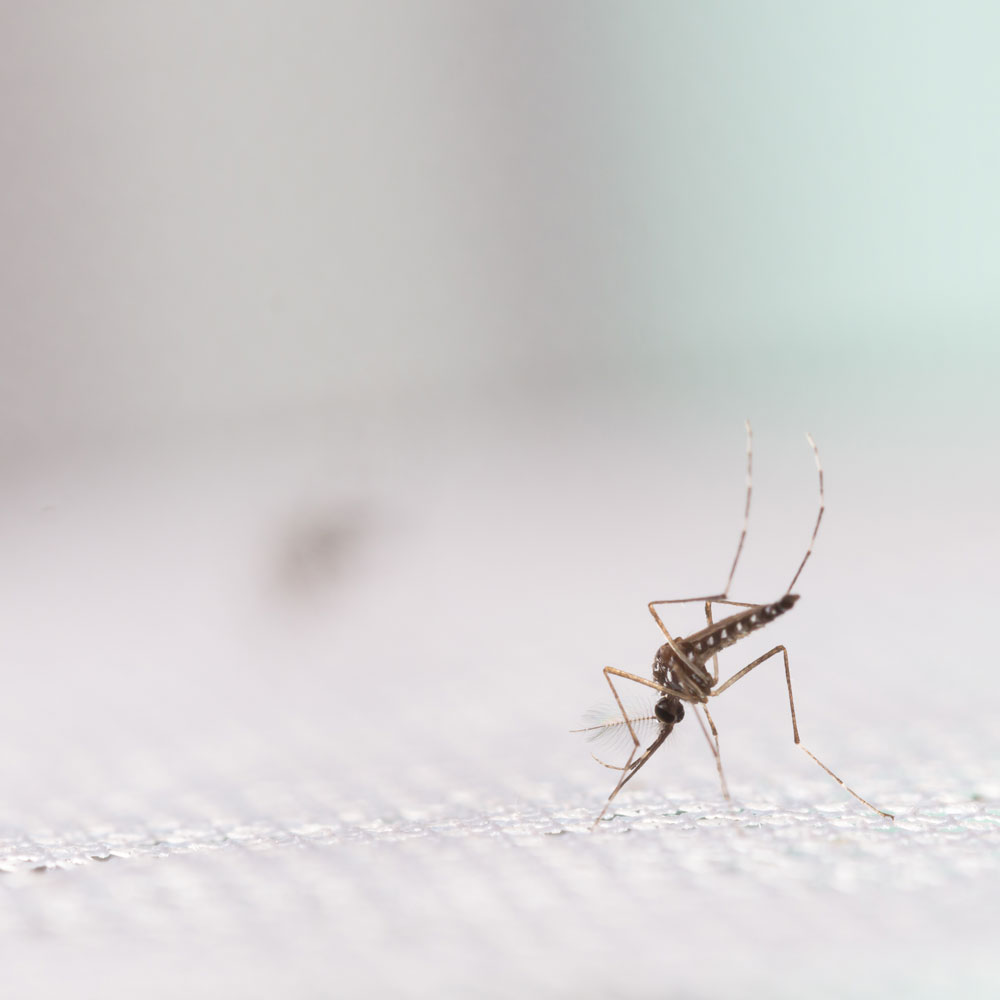 Mosquito