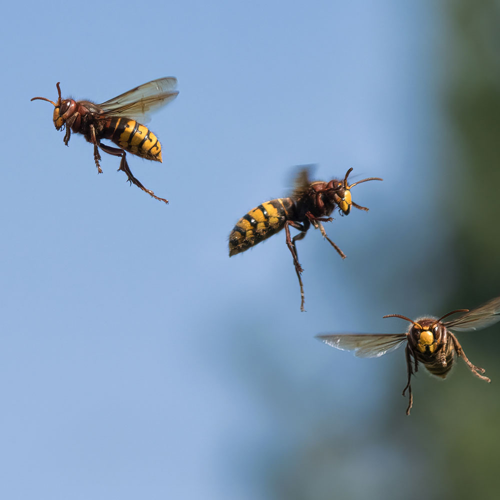 Hornets