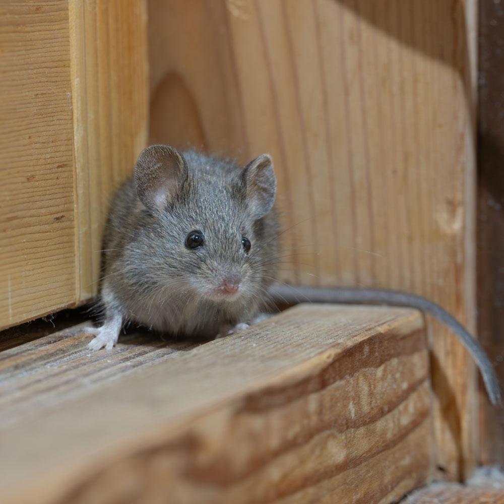 Closeup of a Mouse