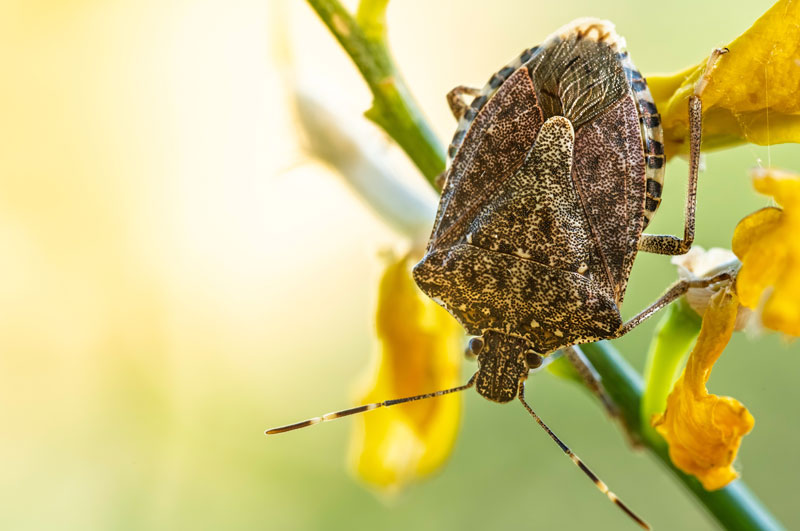 Stink Bug