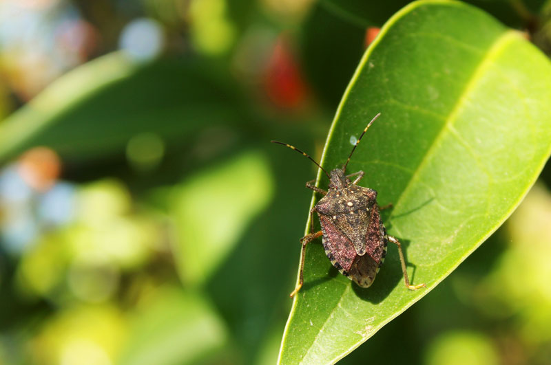 Stink Bug Pest Control