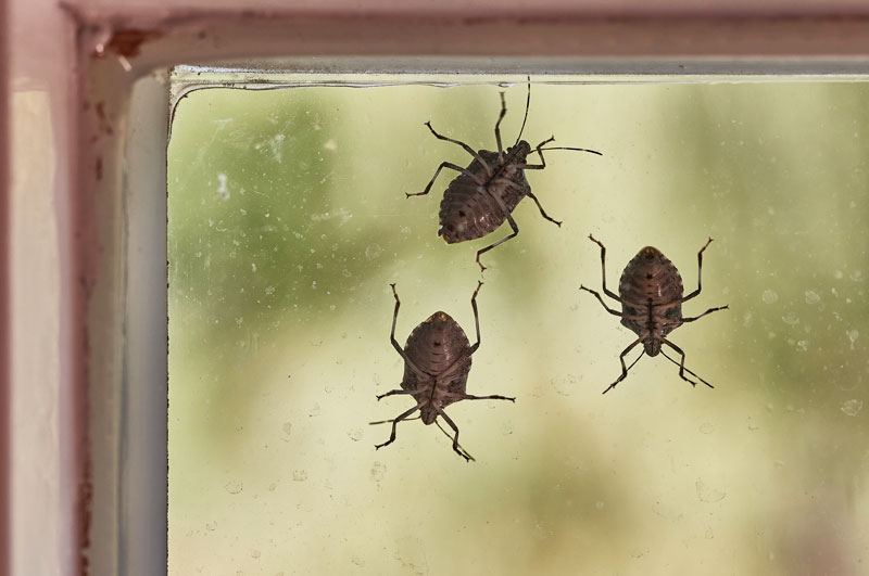 Stink Bugs