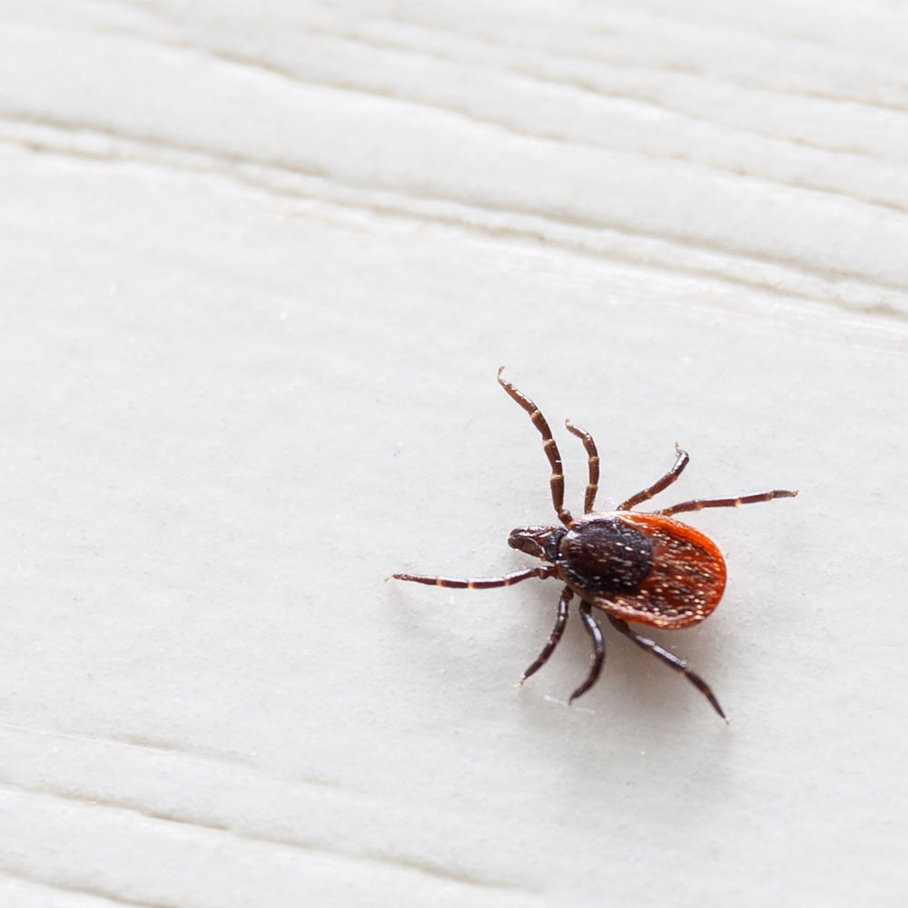Deer Tick